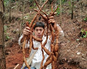 如何选择最佳时机挖掘牛大力（掌握以下关键点）