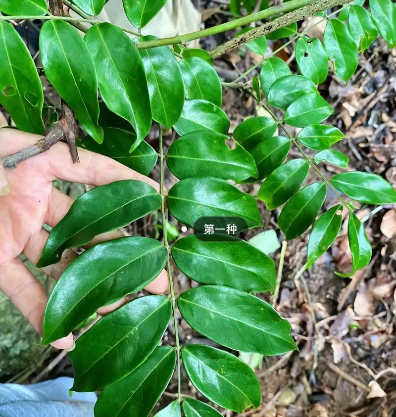 牛大力种植与适宜地区（探究牛大力的生长环境及其适应性）