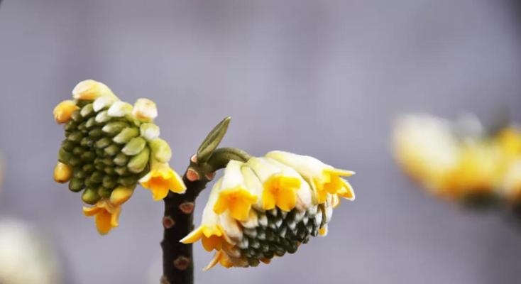 西瓜的花语与寓意（探寻西瓜的花语及其象征意义）