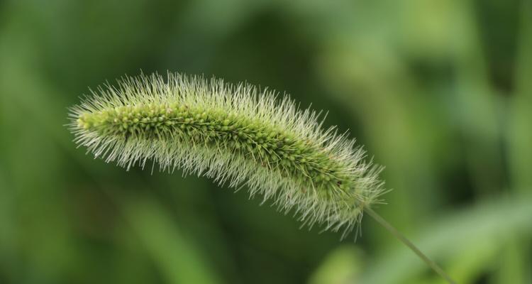 以小草代表的人——坚韧不拔的力量（小草的顽强与成长）