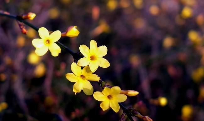 迎春花（迎春花花语及代表意义解读）