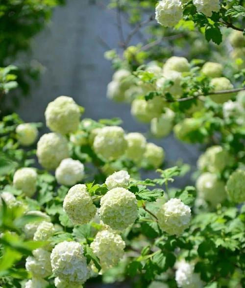 植物情缘（以花为媒）