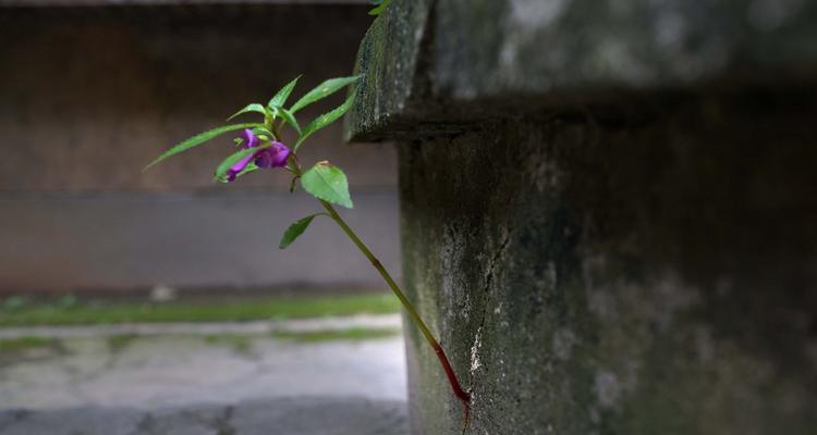 植物力量的坚韧之道（以寓意坚强的植物为启示）