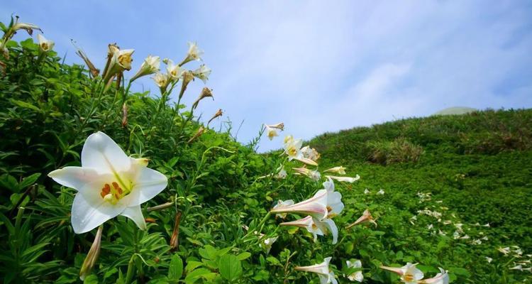 野百合的花语与寓意（美丽）