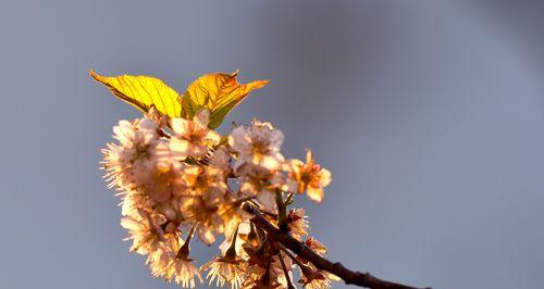 樱桃花之美——花开如梦（感受春天的温暖）