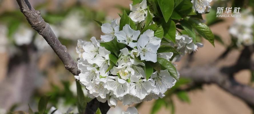 樱桃花的美丽与寓意（探寻樱桃花的花语和文化背景）