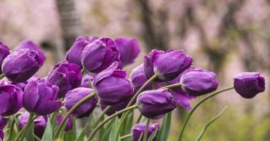 郁金香花语解析（探寻郁金香花语的深意）