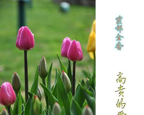 郁金香花语与寓意解读（探索郁金香花语的深意）