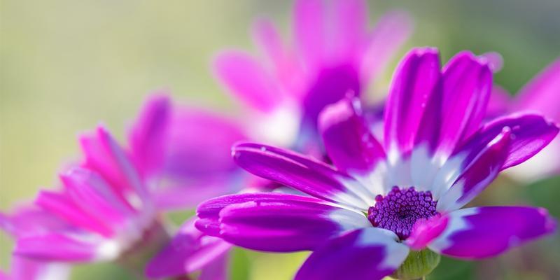 紫菊花的花语与含义（探寻紫菊花所代表的情感与心意）