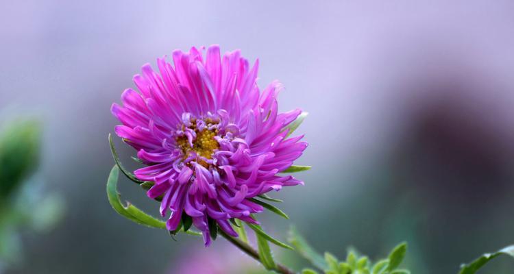 紫色翠菊花语——寄托爱与美的祝福（美丽紫色翠菊）