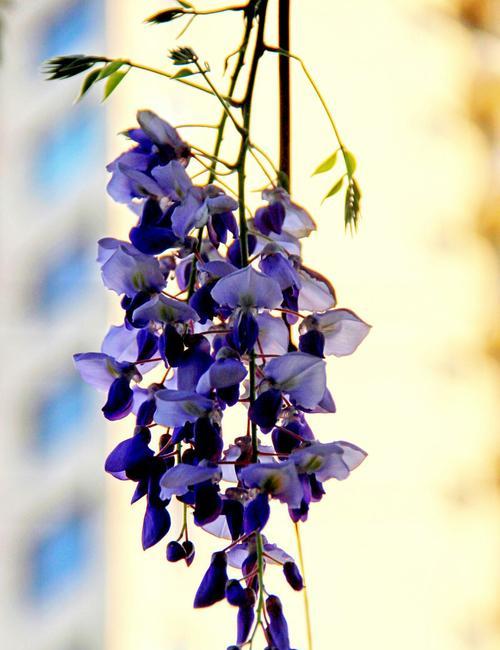 紫藤花的花语与香味（探秘紫藤花的神秘魅力）