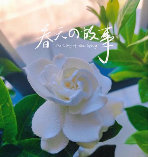 栀子花花开如意，花语传情（春夏之交）