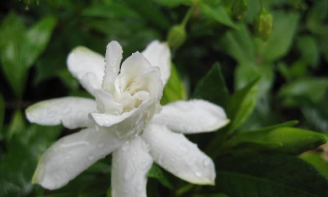 栀子花的花语（探索栀子花的花语与意义）