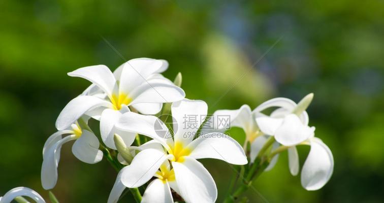 白梅花（探寻白梅花的花语之美）