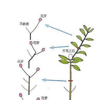 盆栽满天星的修剪技巧（让满天星焕发新的生机——盆栽满天星的修剪方法）