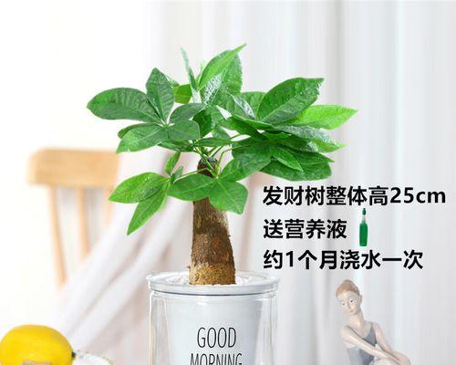 盆栽栀子花的养殖技巧（学会这些方法）