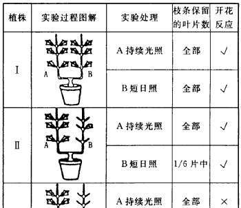 蓬莱松的繁殖方法与注意事项（全面了解蓬莱松的繁殖技巧与要点）