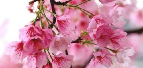 樱花的花语（盛开于日本大地的绚丽粉色雪花）