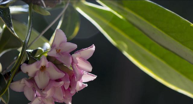 以瑞香花花语为主题的文章（瑞香花的花语和象征意义）