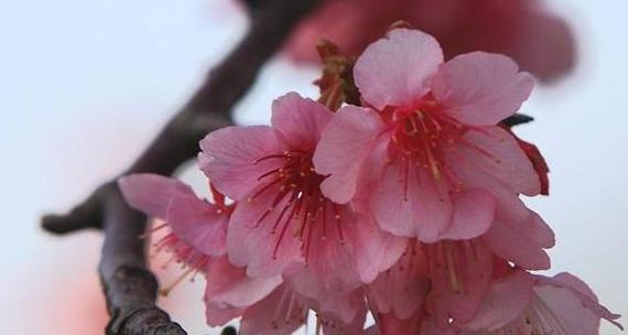 以山樱花的花语为主题的文章（探寻山樱花的含义和象征）