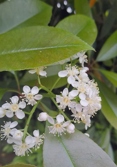 石楠花的花语与传说（探寻石楠花的花语之美）