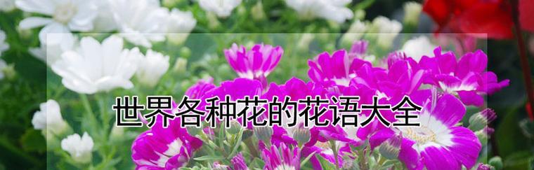 探寻世界上最美的花语（花开如画）