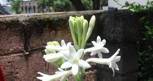 水色风信子，寄托希望的花语（希望、安宁、喜悦）