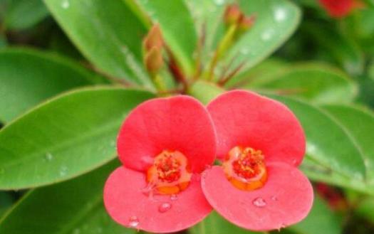 虎刺梅——草本还是木本（探究虎刺梅的植物属性及特点）