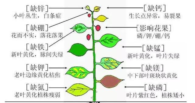 虎刺梅叶片发黄的原因和处理方法（探究虎刺梅叶片发黄的根源及有效解决方案）