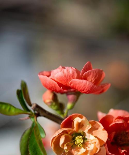 四季海棠花（四季海棠花的花语传递着生命的力量）