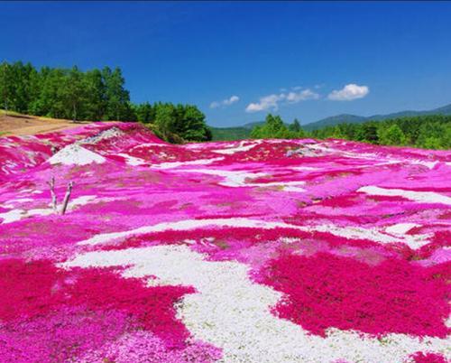 深入解读宿根福禄考花语，感受花的美丽与意义（探索福禄考花语）