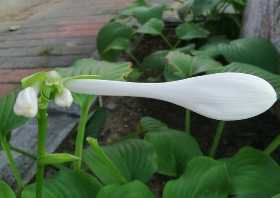 《玉簪花的花语与传说》（探寻玉簪花的神秘之美）