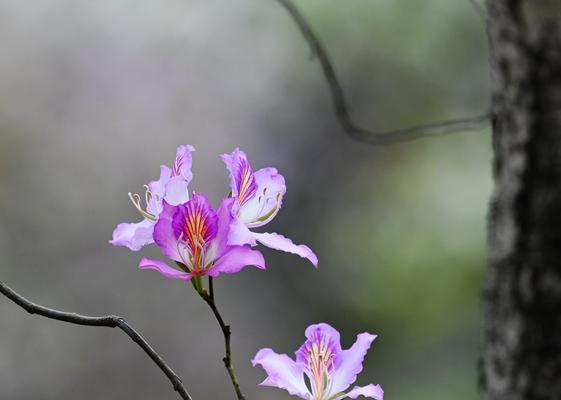 紫荆的花语——希望与繁荣（紫荆花语的意义及其象征意味）