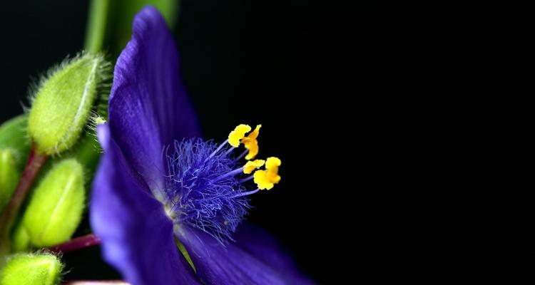 紫露草的花语与寓意（探寻紫露草的神秘之美）