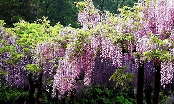 紫藤花的花语及其意义（探索紫藤花的美丽与寓意）