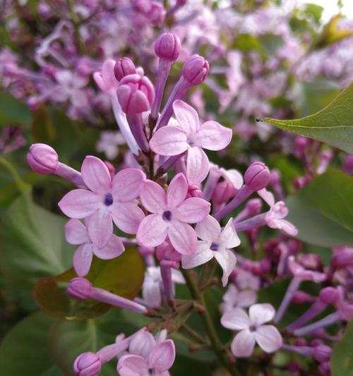 五瓣丁香花语的深意（探寻五瓣丁香花语的多重含义）