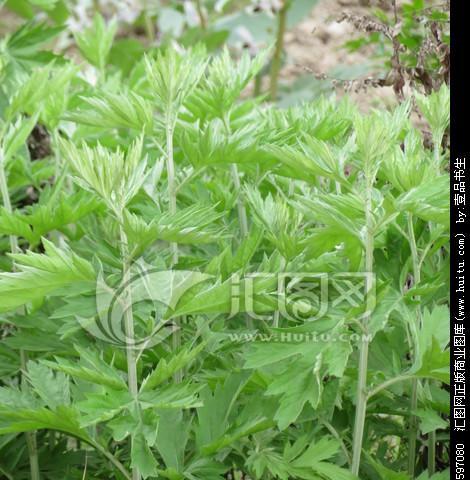 探秘艾蒿类植物的神奇功效（了解艾蒿）