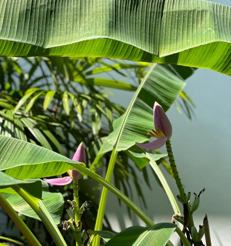 芭蕉是热带植物吗（探究芭蕉的生态环境和适应特征）