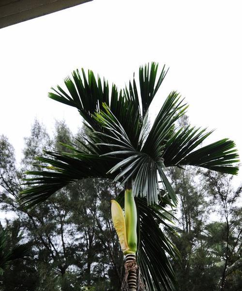 芭蕉树几年结果实的探究（揭开芭蕉树结实的神秘面纱）