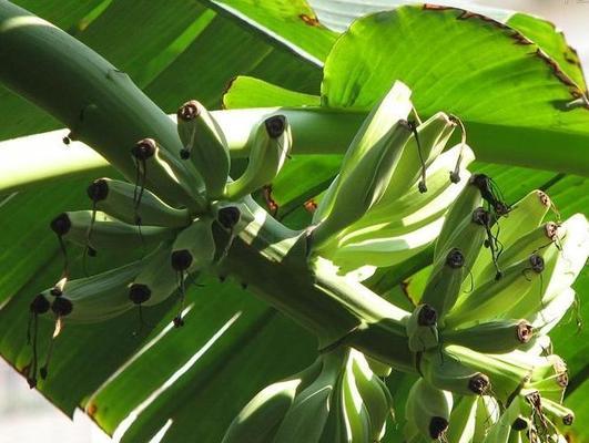 芭蕉对光照需求的研究（揭开芭蕉喜阴还是喜阳之谜）