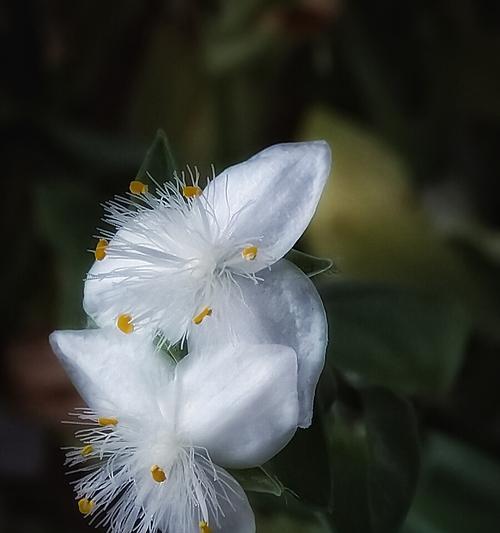 白花紫露草的修剪方法（养护白花紫露草）