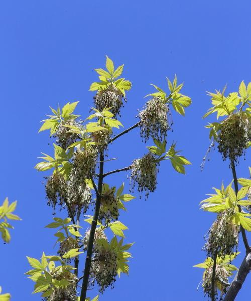 白蜡树冬季掉叶现象（探究白蜡树冬季掉叶原因及其对生长的影响）