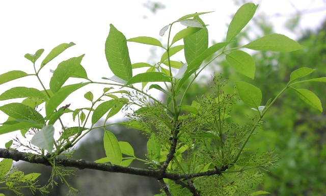 节白蜡叶子为什么会发蔫（探究节白蜡叶子发蔫的原因及解决方法）