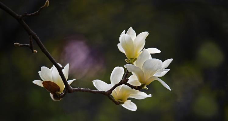 白兰花与白玉兰的区别（一探这两种美丽的花卉之间的差异）