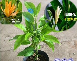 白兰花种植（盆的大小对白兰花的生长有何影响）