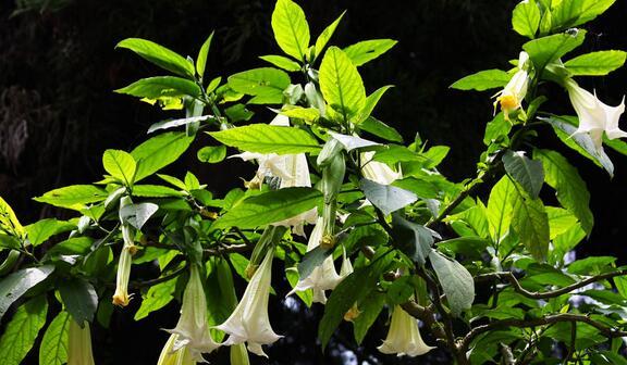 曼陀罗花之美——花语与介绍（揭秘曼陀罗花的花语）