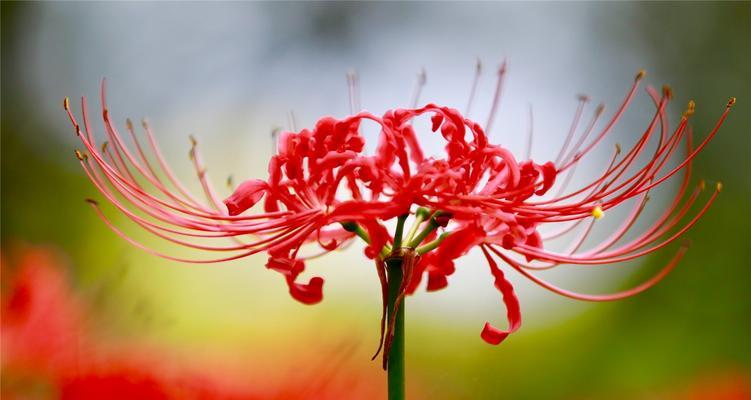 曼陀罗花语-送给特殊的人（赠曼陀罗花）