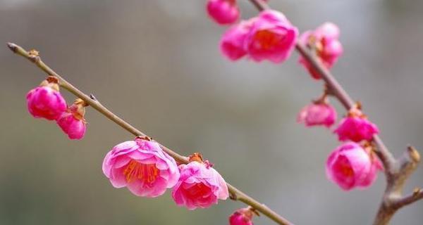 梅花的花语（梅花的美丽与深意）