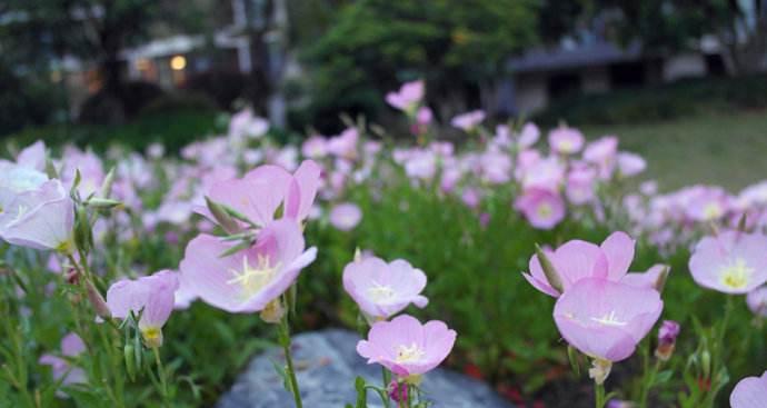 美丽月见草花语的奥秘（揭开月见草花语的神秘面纱）