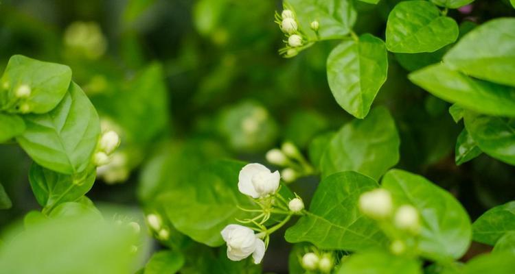 茉莉花的花语与寓意（茉莉花的馨香之礼赠予何人何时）